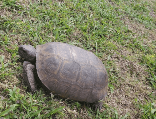 A turtle walking on green grass, with a textured shell and a natural outdoor setting.