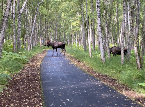 Two moose walking along a paved path in a lush, green forest with birch trees.