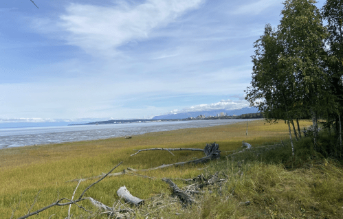 A serene coastal landscape featuring grassy fields, driftwood, and a distant city skyline under a blue sky.