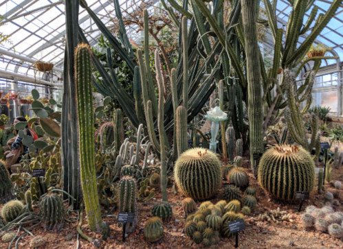 A diverse collection of cacti in a greenhouse, featuring various shapes and sizes under bright, natural light.