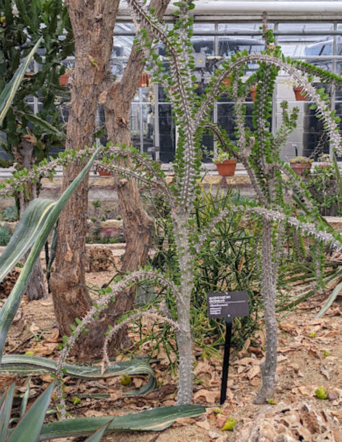 A unique succulent plant with elongated, branching stems and small green leaves, surrounded by other desert plants.