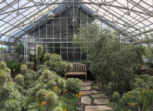 A serene greenhouse filled with lush greenery, a wooden bench, and a stone pathway surrounded by vibrant plants.
