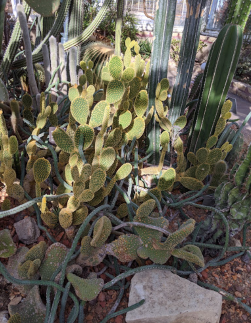 A dense cluster of green cacti with various shapes and sizes in a desert garden setting.