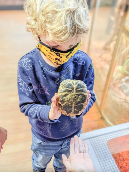 A child wearing a mask holds a turtle while reaching out to another person’s hand.