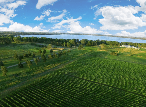 Aerial view of lush green vineyards under a bright blue sky with scattered clouds and a river in the background.