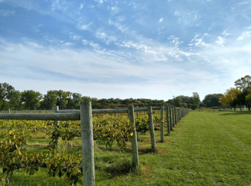 A scenic vineyard with rows of grapevines under a blue sky and scattered clouds, surrounded by lush greenery.