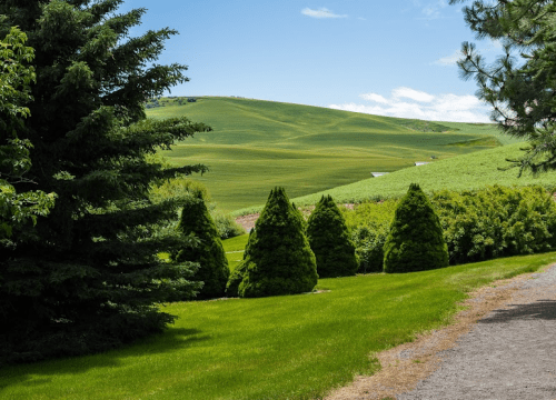 Lush green hills and trees line a pathway under a clear blue sky, creating a serene landscape.