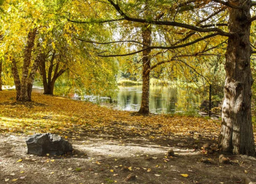 A serene park scene with trees in autumn colors, fallen leaves, and a calm pond in the background.