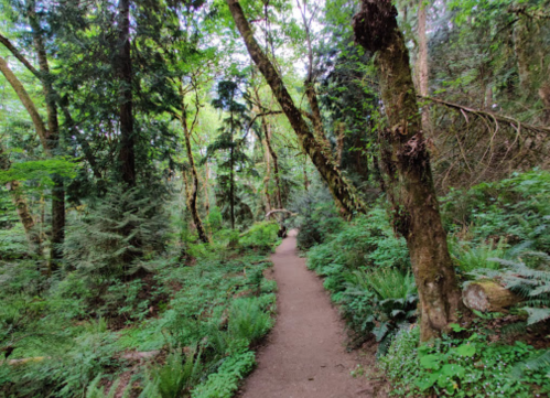 A serene forest path surrounded by lush greenery and tall trees, inviting exploration and tranquility.