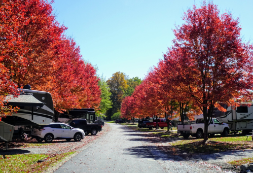 A scenic RV park lined with vibrant red trees, showcasing a clear blue sky and parked vehicles along a gravel road.