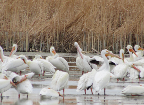 A group of white pelicans wading in shallow water, surrounded by tall golden reeds.