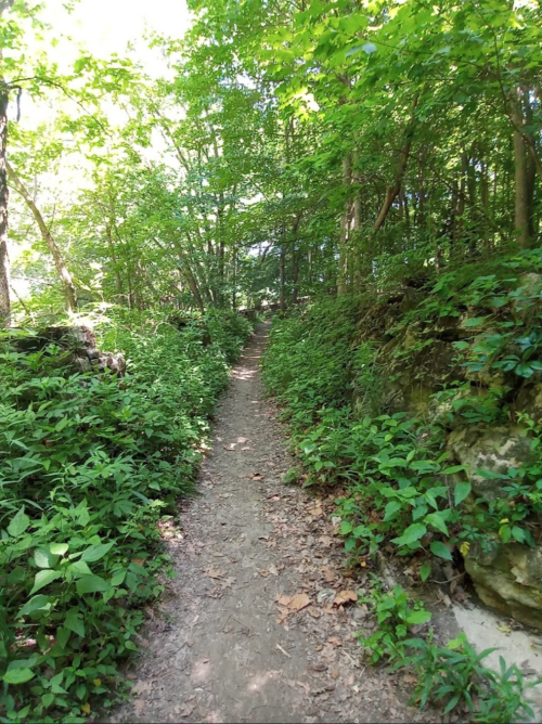 A narrow dirt path winds through a lush green forest, surrounded by dense foliage and rocky outcrops.