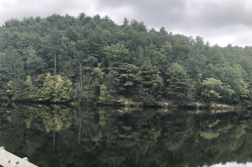 A serene lake surrounded by lush green trees, reflecting the overcast sky and foliage on the water's surface.