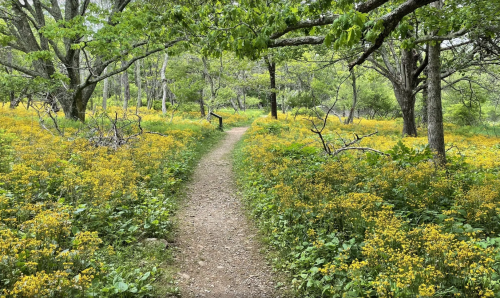 A winding dirt path through a vibrant field of yellow wildflowers and lush green trees.