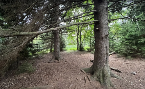 A serene forest scene with tall trees and a carpet of brown leaves on the ground, surrounded by lush greenery.