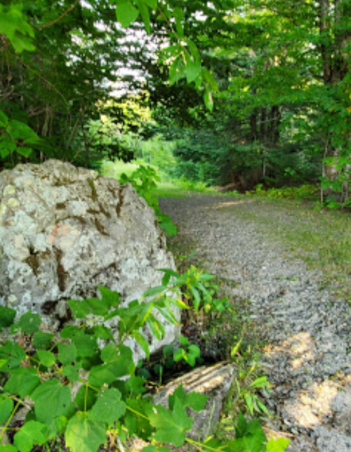A rocky path surrounded by lush green foliage and trees, leading into a serene forest.