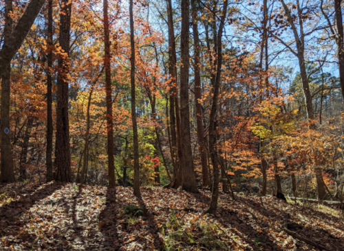 A vibrant autumn forest with colorful leaves and long shadows cast by tall trees under a clear blue sky.