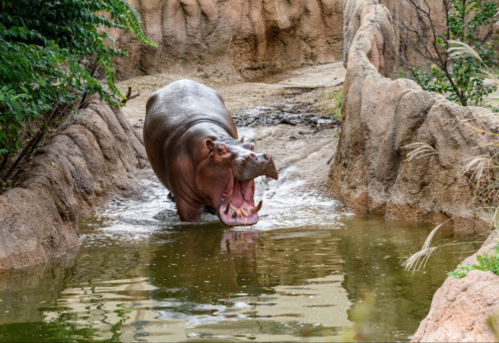 A hippo yawns while standing in shallow water, surrounded by rocky terrain and greenery.