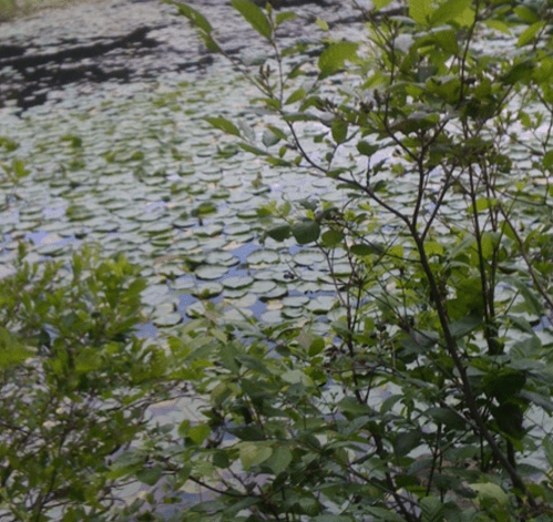 A serene pond covered with lily pads, surrounded by lush green foliage.