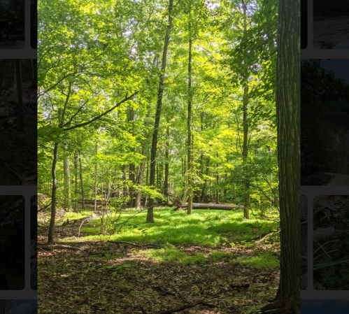 Lush green forest with tall trees and sunlight filtering through the leaves, illuminating the grassy ground.