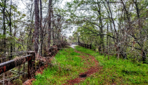A winding path through a lush, green forest with trees lining both sides and a wooden fence in the background.