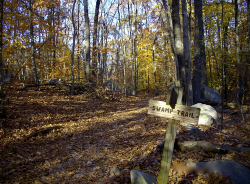 A wooden sign labeled "Swamp Trail" in a forest with autumn foliage and fallen leaves on the ground.
