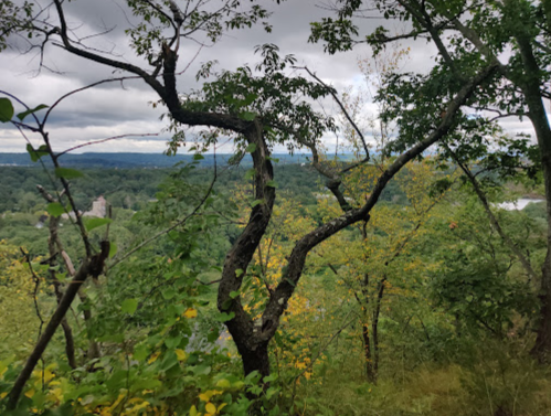 A twisted tree branch overlooks a lush green landscape with distant hills under a cloudy sky.