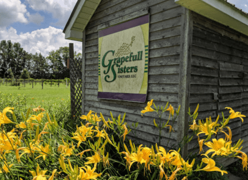 A wooden shed with a "Grapefull Sisters Vineyard" sign, surrounded by vibrant yellow flowers and green fields.