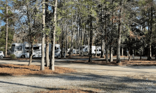 A gravel road leads through a wooded area with several RVs parked among the trees.