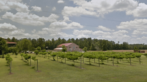 A vineyard with rows of grapevines, a house in the background, and a cloudy sky above.
