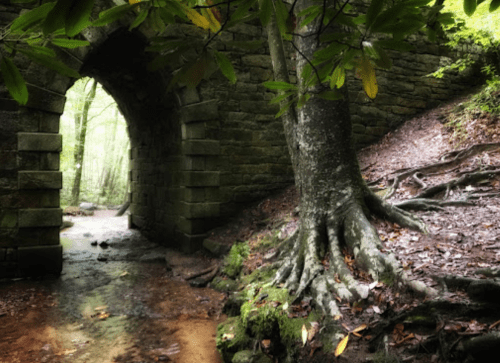 A stone archway in a forest, with a large tree root and a small stream flowing nearby. Lush greenery surrounds the scene.