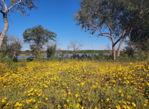 A vibrant field of yellow flowers in front of a calm lake, surrounded by trees under a clear blue sky.