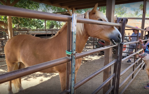 A light brown horse stands in a pen, with children nearby interacting and enjoying the farm environment.