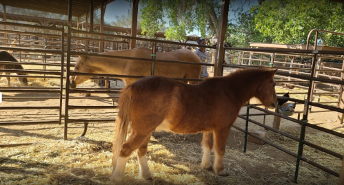 Two horses in a barn, one brown pony standing in the foreground and a larger horse in the background. Straw on the ground.
