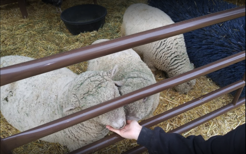 A person reaches out to pet two sheep through a fence in a barn, with straw scattered on the ground.