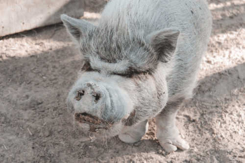 A small, fluffy pig with a snout, standing on dirt, looking curiously at the camera.