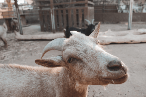 A close-up of a goat with curved horns, looking curiously at the camera in a farm setting.