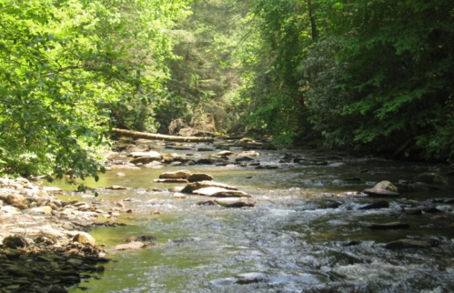 A serene river flows through a lush green forest, with smooth stones visible in the water and sunlight filtering through the trees.