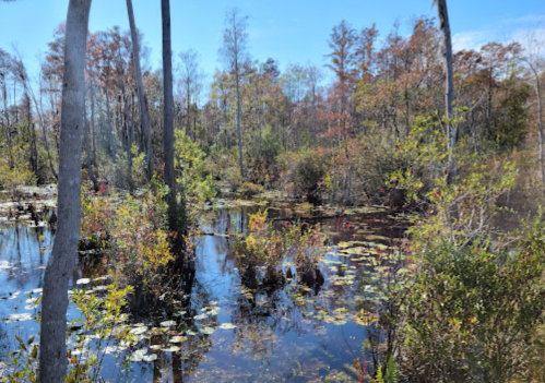 A serene wetland scene with trees, colorful foliage, and lily pads reflecting in the calm water under a clear blue sky.