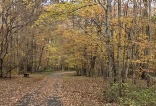 A serene forest path lined with trees displaying vibrant autumn leaves and a carpet of fallen leaves.