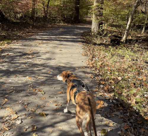 A dog in a harness walks along a leaf-covered path in a wooded area with autumn foliage.