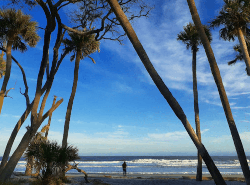 A serene beach scene with tall palm trees framing a person standing by the water under a blue sky.