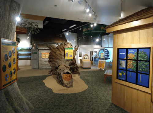 A nature-themed exhibit featuring a large tree sculpture, informational panels, and displays about trees and wildlife.