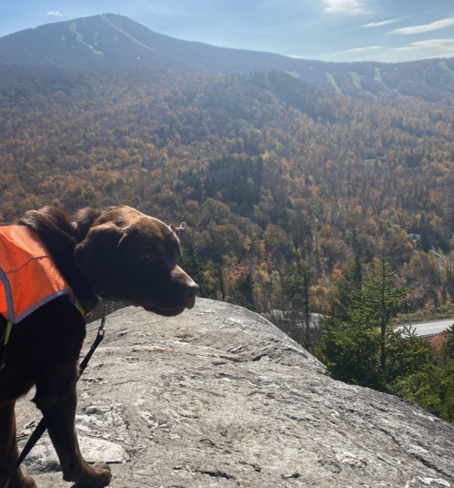 A dog in an orange vest stands on a rocky ledge, overlooking a scenic mountain landscape under a clear sky.