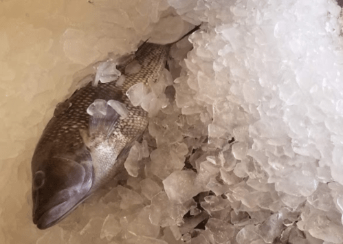 A whole fish resting on a bed of ice, surrounded by crushed ice cubes.