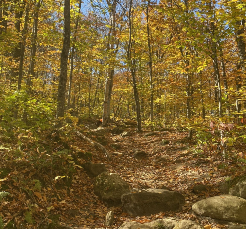 A winding trail through a vibrant autumn forest with colorful leaves and rocky terrain.