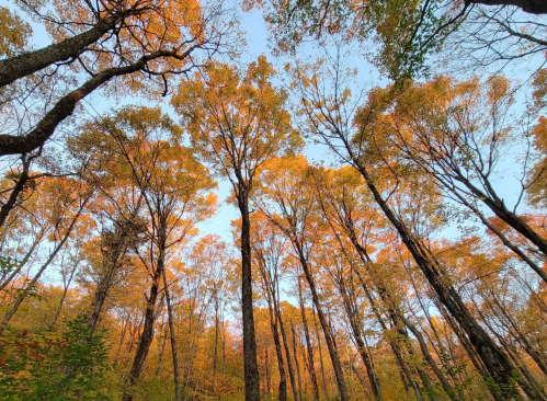 A view of tall trees with vibrant orange leaves against a clear blue sky in a forest during autumn.