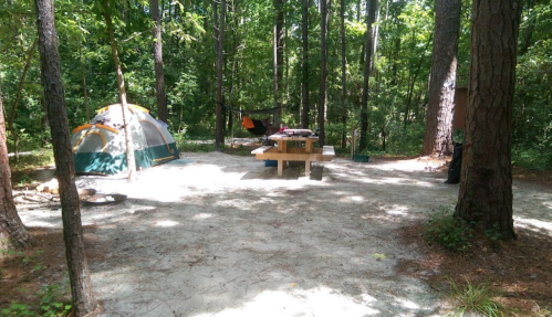 A campsite in a wooded area featuring a tent, picnic table, hammock, and sandy ground surrounded by trees.