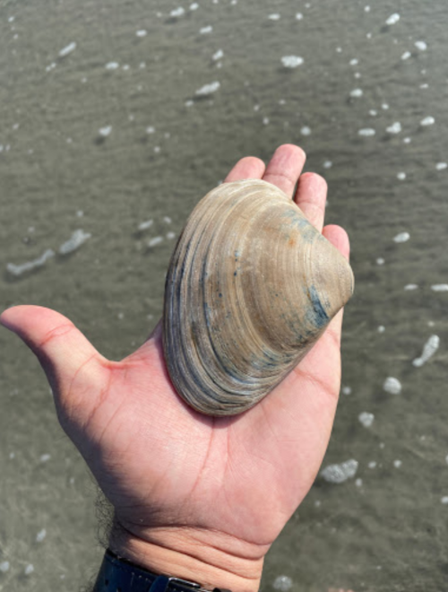 A hand holding a large, smooth clam shell against a sandy beach background with gentle waves.