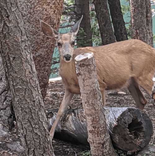 A deer stands among trees, partially hidden, with a log in the foreground and greenery in the background.